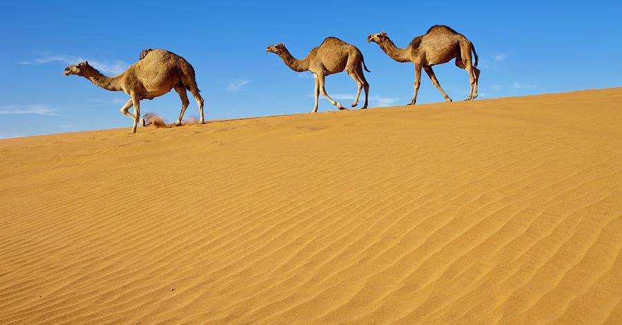 What Colour Is Camel