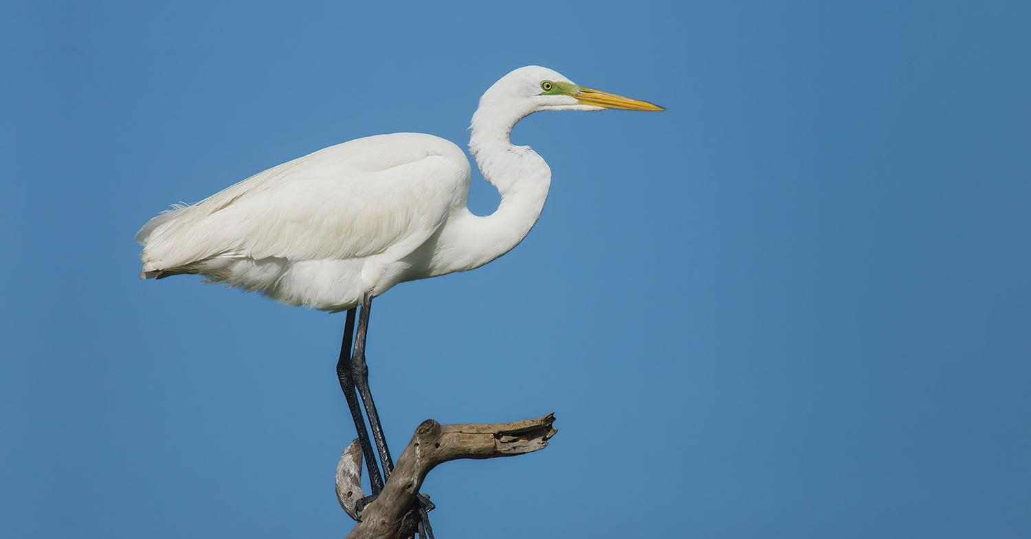 What Color Is Egret